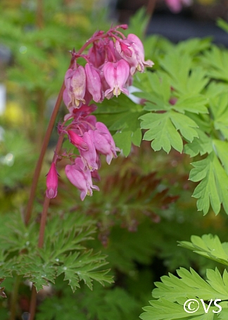 Dicentra formosa  western bleeding heart