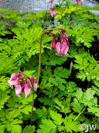 Dicentra formosa  western bleeding heart