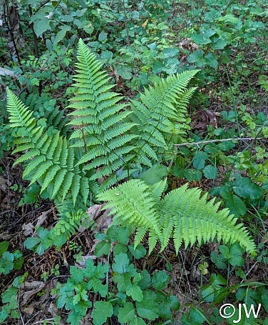 Dryopteris arguta  coastal wood fern