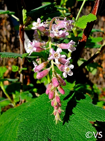 Ribes malvaceum 'Dancing Tassels' chaparral currant