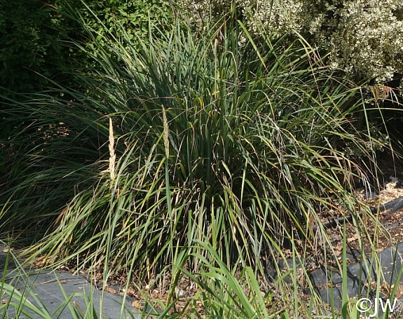 Carex spissa  San Diego sedge