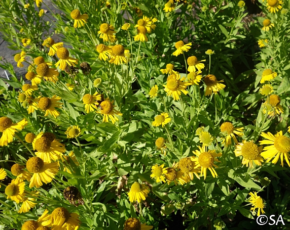 Helenium autumnale  autumn sneezeweed