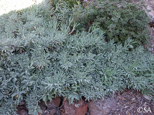 Salvia  'Bee's Bliss' sage