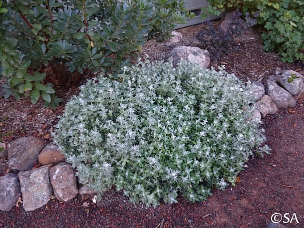 Eriophyllum lanatum 'Siskiyou' woolly sunflower