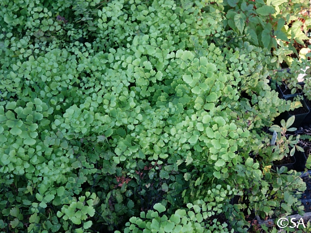Adiantum capillus-veneris  southern maidenhair fern
