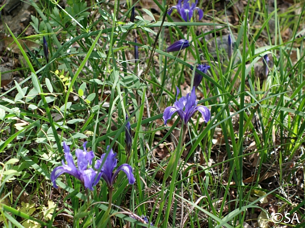 Iris macrosiphon  long tube iris