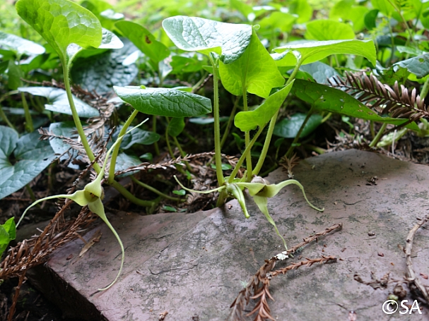 Asarum caudatum 'Alba' white-flowered wild ginger