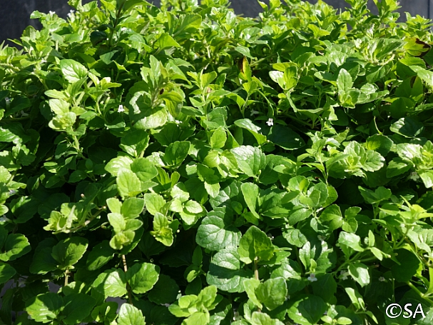 Clinopodium (Satureja) douglasii  yerba buena