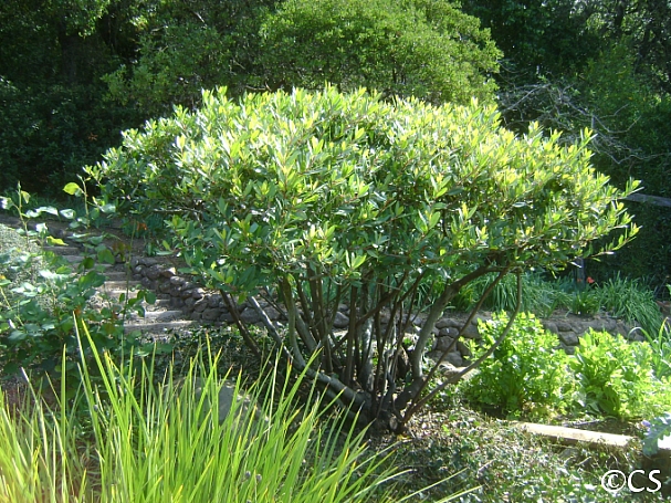 Heteromeles arbutifolia  toyon
