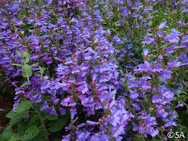 Penstemon  'Catherine de la Mare' penstemon