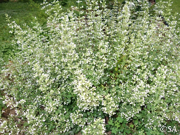 Calamintha nepetoides  calamint