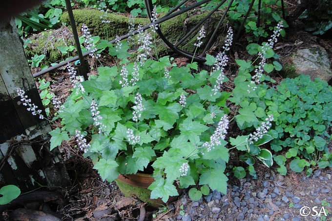 Tiarella trifoliata v. unifoliata  sugarscoop, foamflower