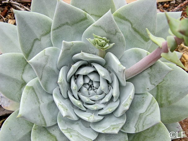 Dudleya brittonii  giant chalk Dudleya