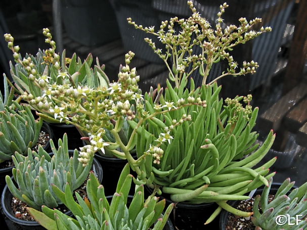 Dudleya edulis  mission lettuce