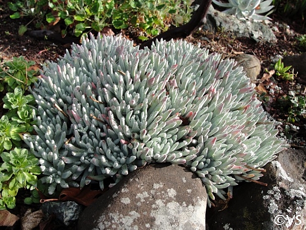 Dudleya  'Frank Reinelt' liveforever