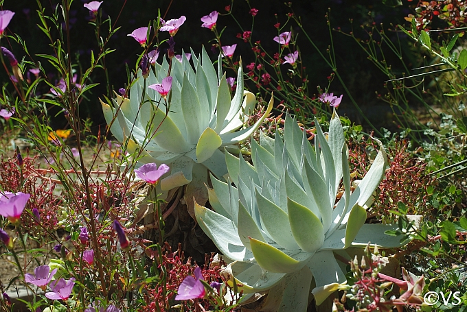 Dudleya brittonii  giant chalk Dudleya