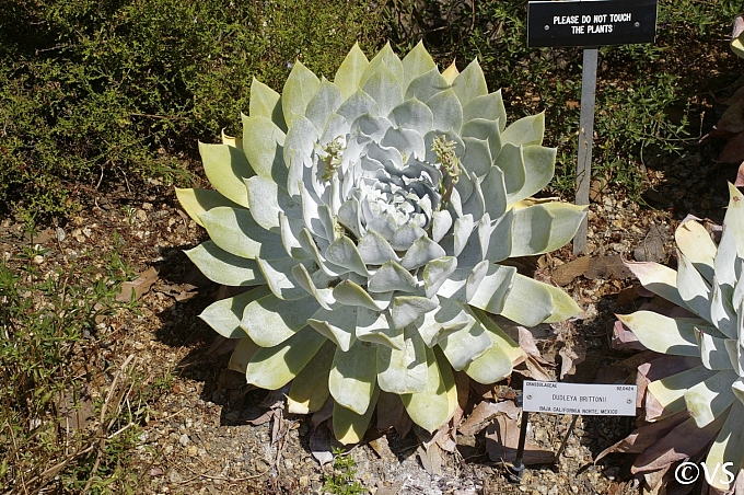 Dudleya brittonii  giant chalk Dudleya