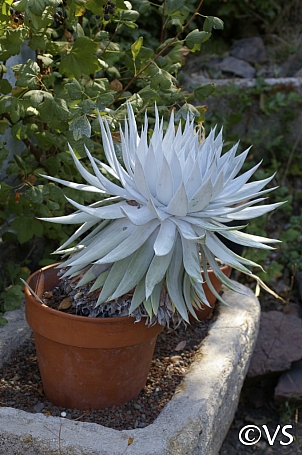 Dudleya brittonii  giant chalk Dudleya