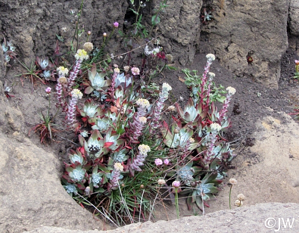Dudleya farinosa  bluff lettuce