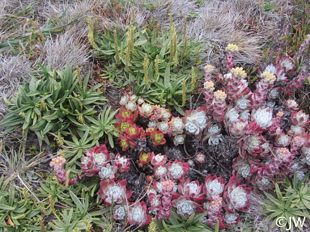 Dudleya farinosa  bluff lettuce
