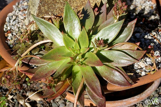 Dudleya cymosa  canyon liveforever