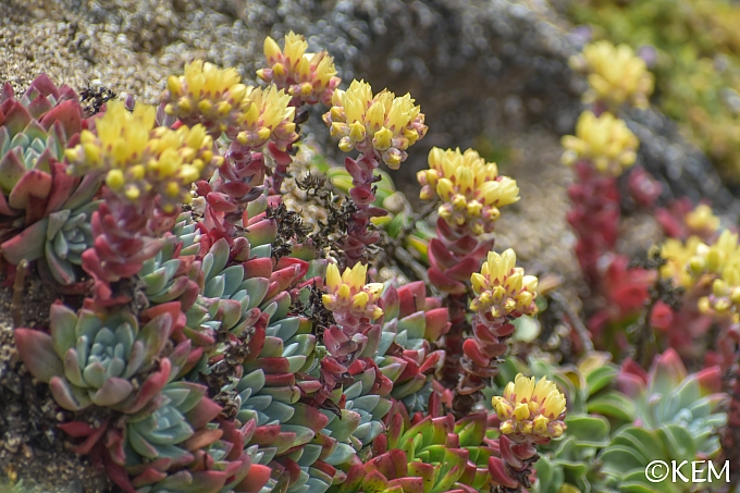 Dudleya farinosa  bluff lettuce