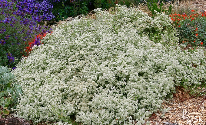 Eriogonum fasciculatum 'Warriner Lytle' California buckwheat