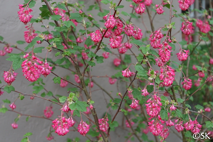 Ribes sanguineum v. sanguineum 'Elk River Red' red flowering currant