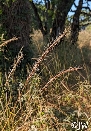 Elymus glaucus  blue ryegrass