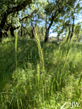 Elymus glaucus  blue ryegrass