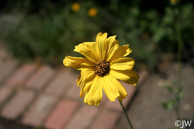 Encelia californica 'El Dorado' bush sunflower