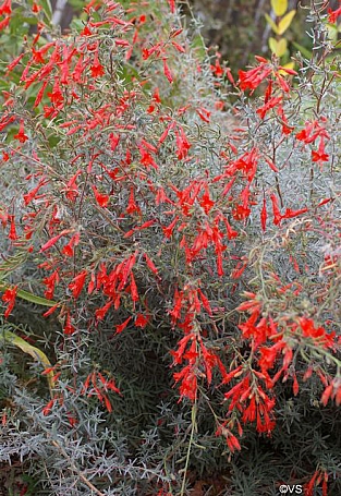 Epilobium canum 'Catalina' California fuchsia