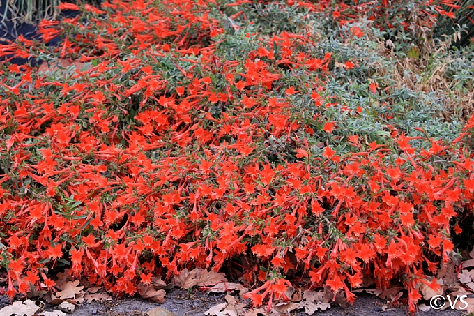 Epilobium canum 'Cloverdale' California fuchsia