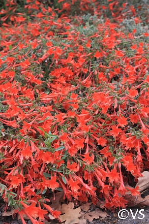 Epilobium canum 'Cloverdale' California fuchsia