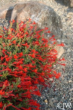 Epilobium canum 'Everett's Choice' California fuchsia