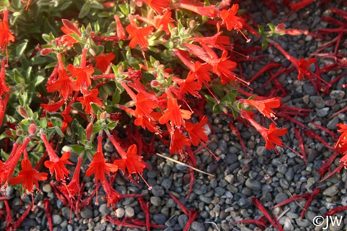 Epilobium canum 'Everett's Choice' California fuchsia