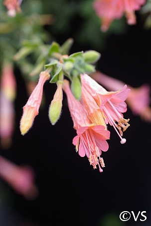 Epilobium canum 'Marin Pink' California fuchsia