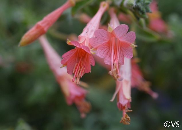 Epilobium canum 'Marin Pink' California fuchsia