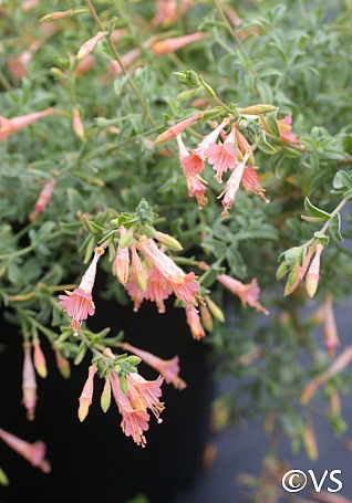 Epilobium canum 'Marin Pink' California fuchsia