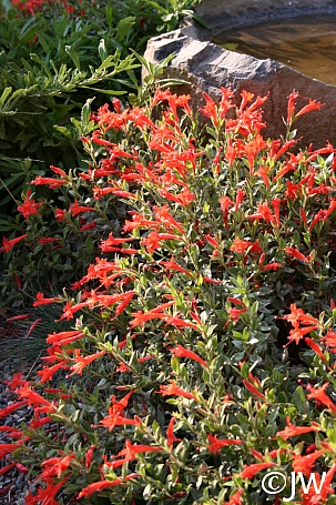 Epilobium septentrionale 'Select Mattole' California fuchsia