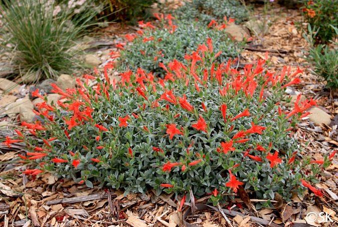 Zauschneria species  California fucshia