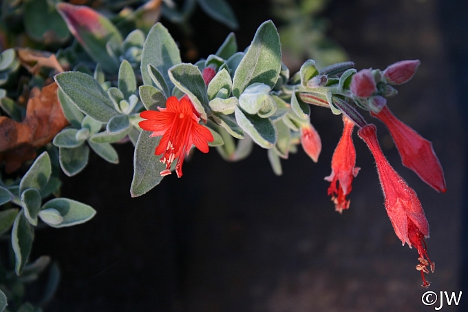 Epilobium canum 'Calistoga' California fuchsia