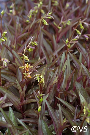 Epipactis gigantea 'Serpentine Night' stream orchid
