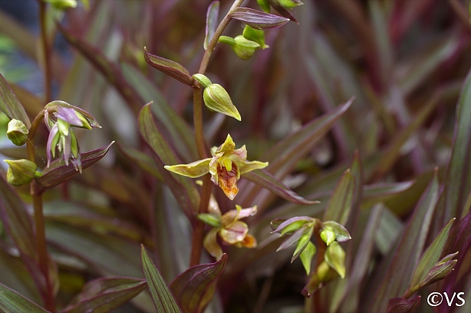 Epipactis gigantea 'Serpentine Night' stream orchid