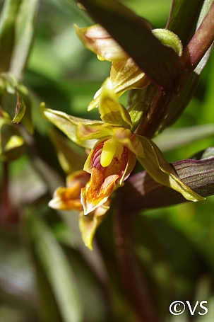 Epipactis gigantea 'Serpentine Night' stream orchid