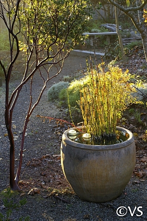 Equisetum hyemale v. robustum  horsetail
