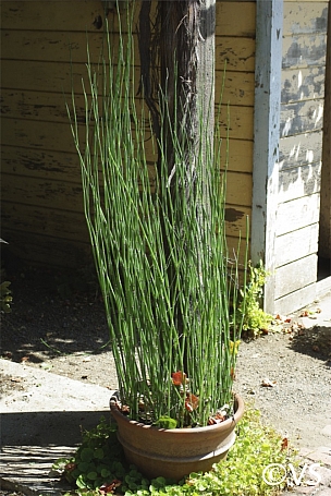 Equisetum hyemale v. robustum  horsetail
