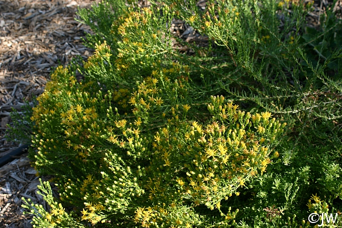Ericameria ericoides  mock heather