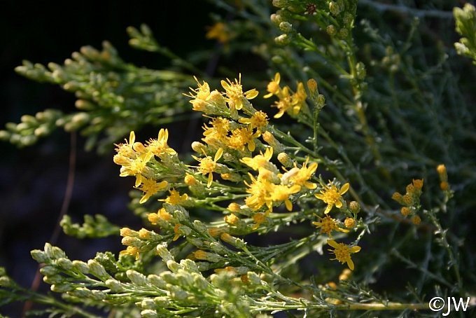 Ericameria ericoides  mock heather