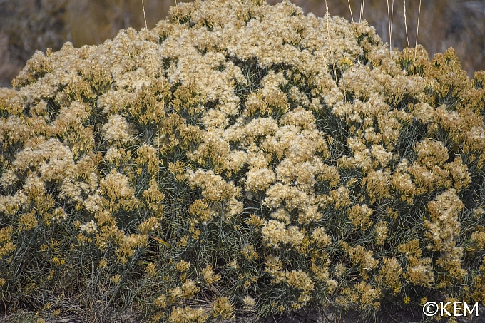 Ericameria nauseosa  showy rabbitbrush
